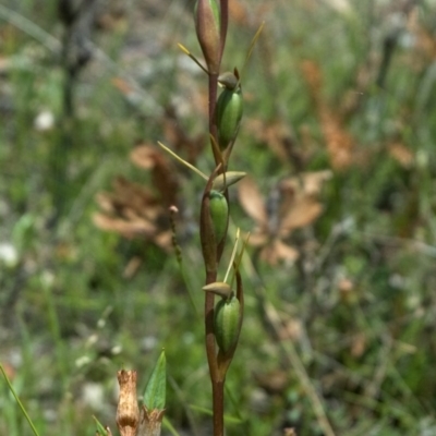 Orthoceras strictum (Horned Orchid) at Jerrawangala, NSW - 3 Feb 2012 by AlanS