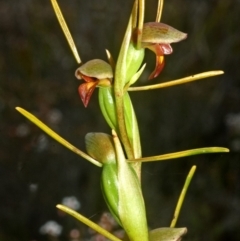 Orthoceras strictum at Jerrawangala, NSW - suppressed