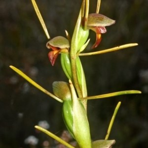 Orthoceras strictum at Jerrawangala, NSW - suppressed