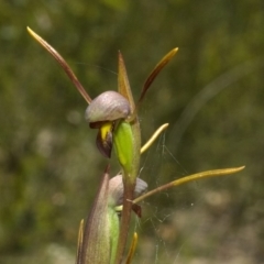 Orthoceras strictum at Jerrawangala, NSW - suppressed
