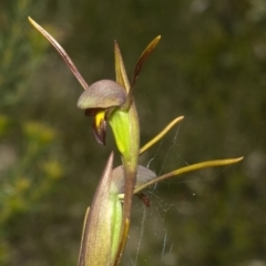 Orthoceras strictum at Jerrawangala, NSW - 4 Feb 2012