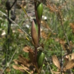 Orthoceras strictum at Jerrawangala, NSW - suppressed