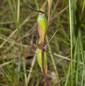 Orthoceras strictum at Sanctuary Point, NSW - 7 Jan 2012