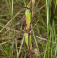 Orthoceras strictum (Horned Orchid) at Sanctuary Point, NSW - 6 Jan 2012 by AlanS