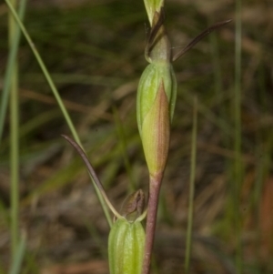 Orthoceras strictum at Sanctuary Point, NSW - 7 Jan 2012