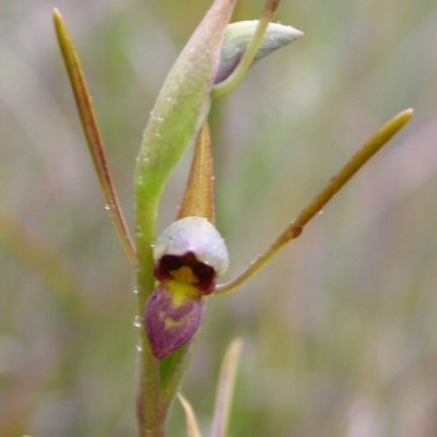 Orthoceras strictum (Horned Orchid) at Red Rocks, NSW - 15 Jan 2005 by AlanS