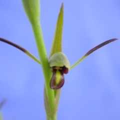 Orthoceras strictum at Red Rocks, NSW - suppressed