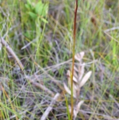 Orthoceras strictum (Horned Orchid) at Jerrawangala, NSW - 15 Jan 2015 by AlanS