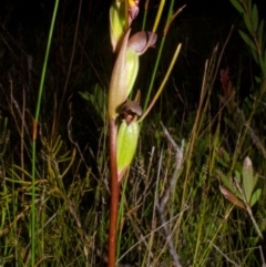 Orthoceras strictum at Jerrawangala, NSW - suppressed