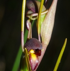 Orthoceras strictum at Jerrawangala, NSW - suppressed