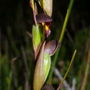 Orthoceras strictum at Jerrawangala, NSW - suppressed