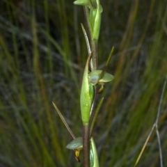 Orthoceras strictum (Horned Orchid) at Browns Mountain, NSW - 4 Jan 2012 by AlanS