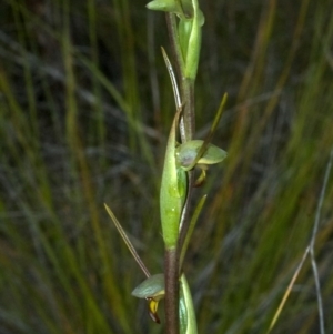 Orthoceras strictum at Browns Mountain, NSW - 4 Jan 2012