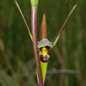 Orthoceras strictum at Browns Mountain, NSW - 4 Jan 2012