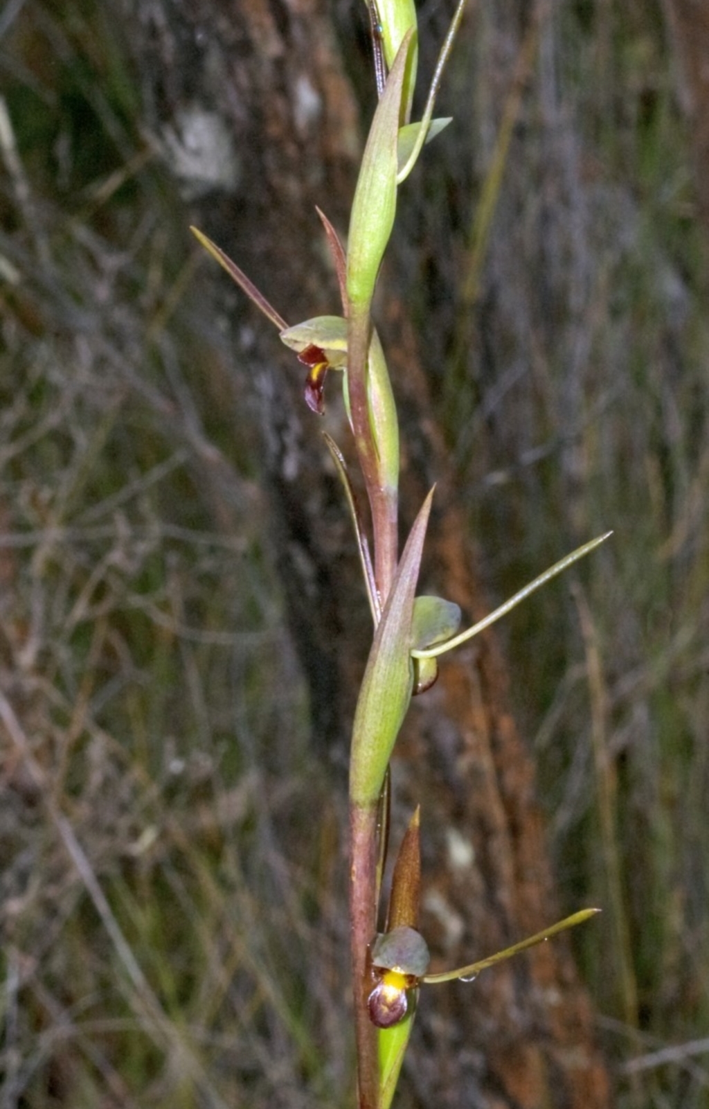 Orthoceras strictum at Browns Mountain, NSW - 5 Jan 2012