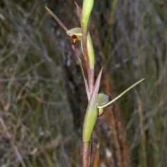 Orthoceras strictum (Horned Orchid) at Browns Mountain, NSW - 4 Jan 2012 by AlanS