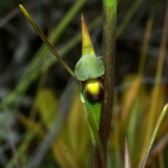 Orthoceras strictum at Browns Mountain, NSW - 5 Jan 2012