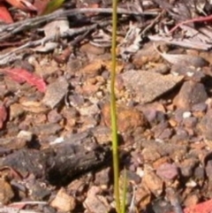 Orthoceras strictum (Horned Orchid) at Vincentia, NSW - 12 Jan 2004 by AlanS