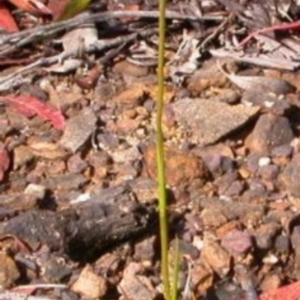 Orthoceras strictum at Vincentia, NSW - suppressed