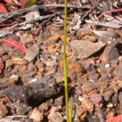 Orthoceras strictum (Horned Orchid) at Vincentia, NSW - 12 Jan 2004 by AlanS