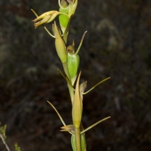 Orthoceras strictum at Sassafras, NSW - suppressed