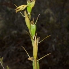 Orthoceras strictum (Horned Orchid) at Sassafras, NSW - 15 Jan 2016 by AlanS