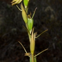 Orthoceras strictum at Sassafras, NSW - suppressed
