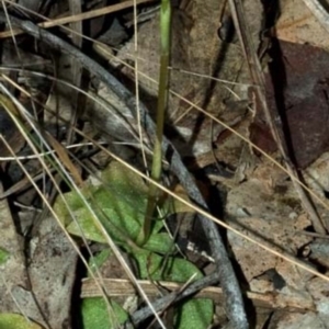 Pterostylis gibbosa at Worrigee, NSW - suppressed