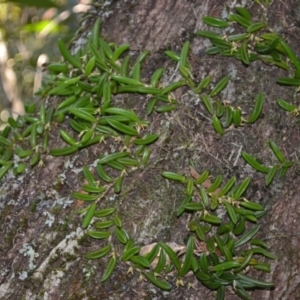 Bulbophyllum shepherdii at Budgong, NSW - 4 Oct 2013