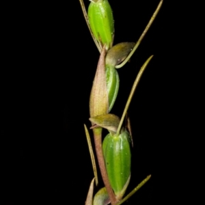 Orthoceras strictum at Red Rocks, NSW - suppressed