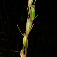 Orthoceras strictum at Red Rocks, NSW - suppressed