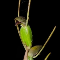 Orthoceras strictum at Red Rocks, NSW - suppressed