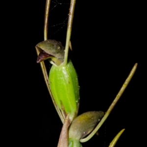 Orthoceras strictum at Red Rocks, NSW - 9 Feb 2015