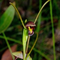 Orthoceras strictum (Horned Orchid) at Parma Creek Nature Reserve - 1 Jan 2016 by AlanS