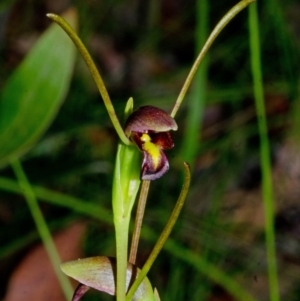 Orthoceras strictum at Yerriyong, NSW - 2 Jan 2016