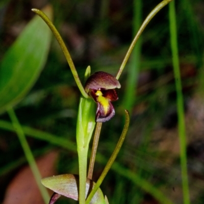 Orthoceras strictum (Horned Orchid) at Yerriyong, NSW - 1 Jan 2016 by AlanS
