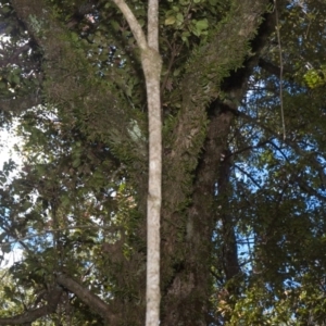 Bulbophyllum shepherdii at Budgong, NSW - suppressed