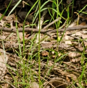 Pterostylis acuminata at Woollamia, NSW - suppressed