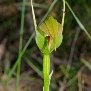 Pterostylis acuminata at Woollamia, NSW - suppressed