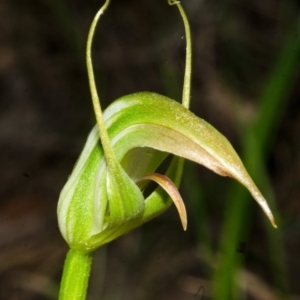 Pterostylis acuminata at Woollamia, NSW - suppressed