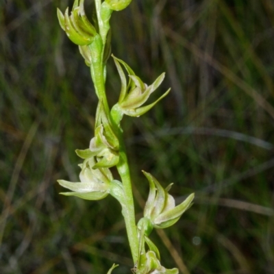 Prasophyllum sp. (A Leek Orchid) at Vincentia, NSW - 7 Nov 2014 by AlanS