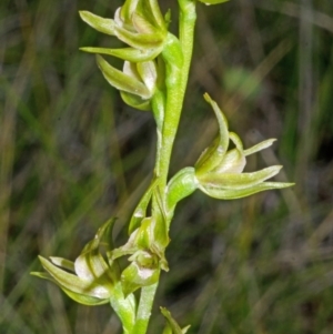 Prasophyllum sp. at Vincentia, NSW - 7 Nov 2014