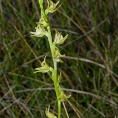Prasophyllum sp. at Vincentia, NSW - suppressed