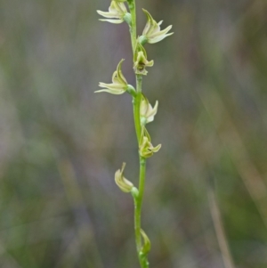 Prasophyllum sp. at Vincentia, NSW - 7 Nov 2014