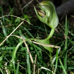 Pterostylis curta (Blunt Greenhood) at Illaroo, NSW - 19 Aug 2015 by AlanS