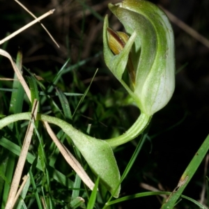 Pterostylis curta at Illaroo, NSW - suppressed