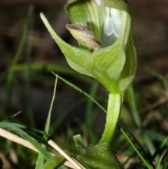 Pterostylis curta at Illaroo, NSW - suppressed