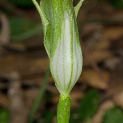 Pterostylis curta (Blunt Greenhood) at Saint Georges Basin, NSW - 20 Aug 2013 by AlanS