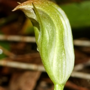 Speculantha parviflora at Saint Georges Basin, NSW - suppressed