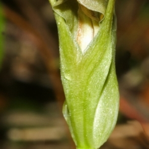 Pterostylis parviflora at Saint Georges Basin, NSW - 7 Sep 2007